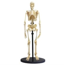 Модель скелета человека Edu-Toys сборная, 24 см (SK057)