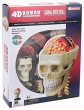 Объемная анатомическая модель 4D Master Черепно-мозговая коробка человека FM-626005