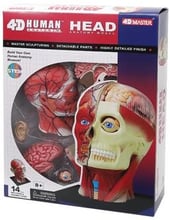 Объемная анатомическая модель 4D Master Голова человека FM-626103