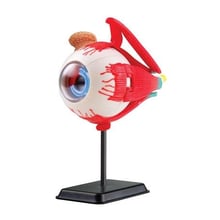 Модель глазного яблока Edu-Toys сборная, 14 см (SK007)