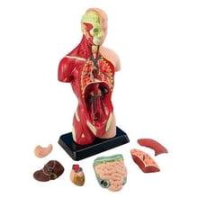 Анатомическая модель человека Edu-Toys сборная, 27 см (MK027)