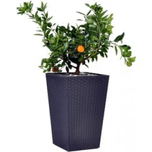 Горшок для растений Keter Medium Rattan Planter Серый (7290103659288): Производитель Keter