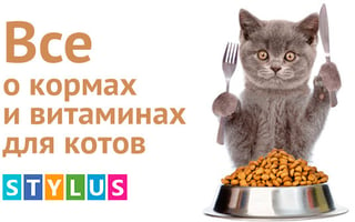 Корм и витамины для котов. Даем ответы на популярные вопросы!