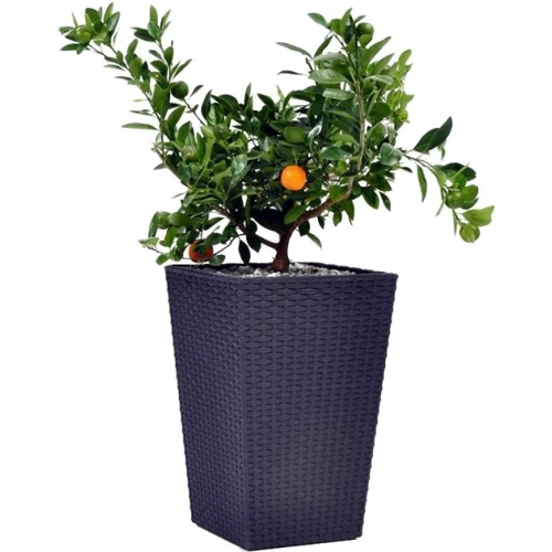 Горшок для растений Keter Medium Rattan Planter Серый (7290103659288)