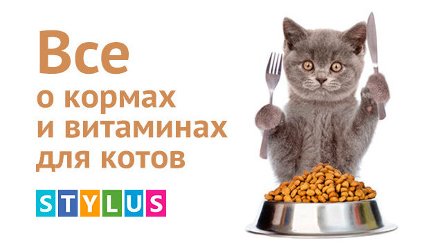 Ризики кормлення кішок домашньою їжею